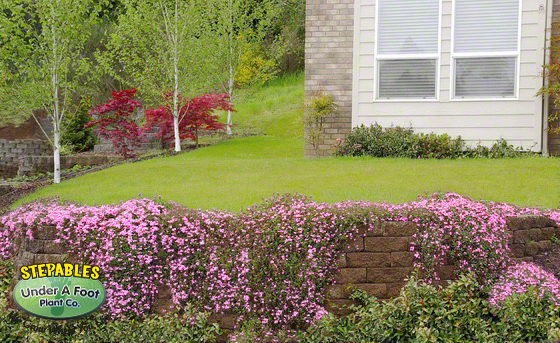 Gypsophila repens Rosea Pink Creeping Babys Breath